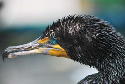 Close-up of a cormorant bird after bath