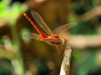 Close-up of dragonfly on tree