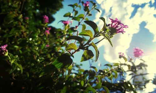 Close-up of pink flowers