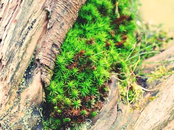 Close-up of tree trunk