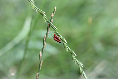Close-up of insect on plant