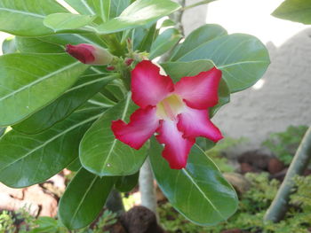 Close-up of red flowers