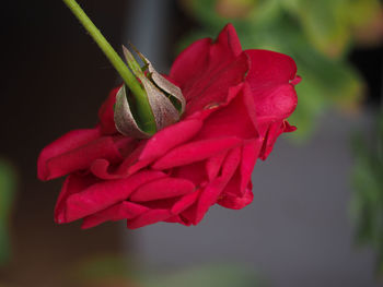 Close-up of red rose