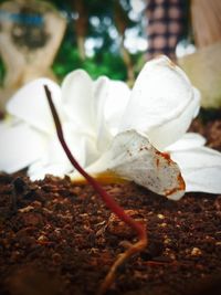 Close-up of white flowering plant on land