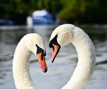 Close-up of swan in lake