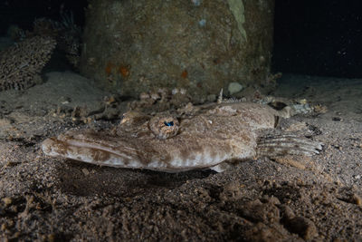 Close-up of fish in sea