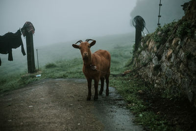High angle of curious brown goat attached to rocked fence and looking at camera with misty landscape on background