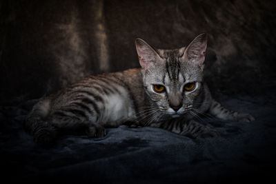 Close-up portrait of a cat resting