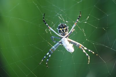 Close-up of spider on web