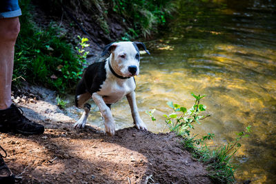 Dog running on stream in forest