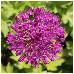 Close-up of pink flower