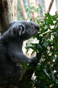Close-up of a koala on a tree