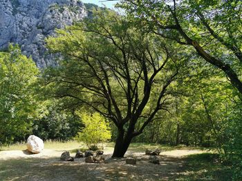 View of people sitting on rock in the forest