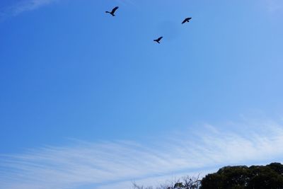 Low angle view of birds flying in sky