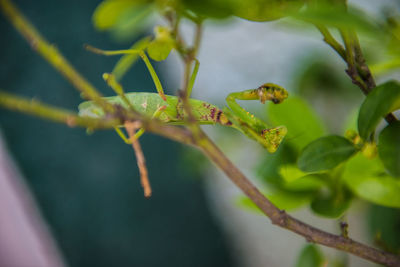 Close-up of insect on plant