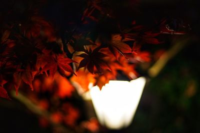 Close-up of maple tree at night