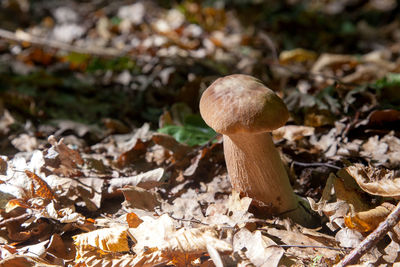 Close-up of mushroom growing on field