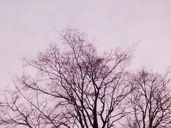 Low angle view of bare trees