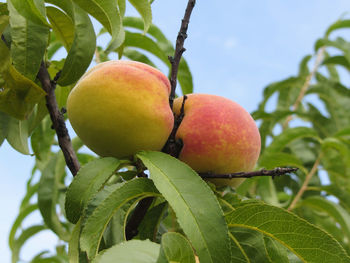 Close-up of fruits on tree