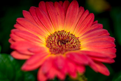 Close-up of flower blooming