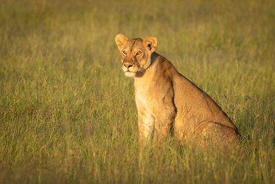 Lioness sitting in long grass facing left