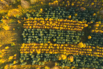 Full frame shot of yellow flowering plants on land