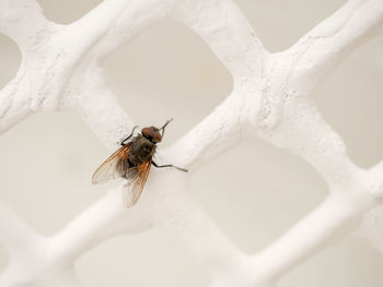 Close-up of bee on white flower