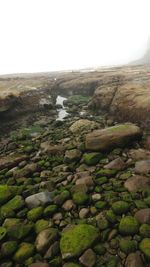 Scenic view of landscape against clear sky