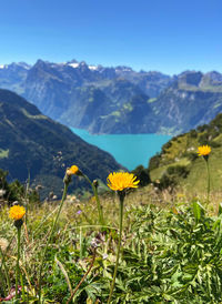 Alp flower