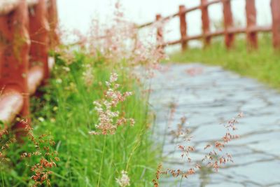 Close-up of flowering plants on railing