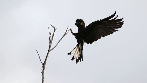 Low angle view of bird reaching towards plant while flying against clear sky