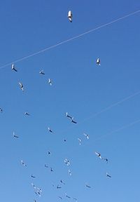 Low angle view of birds flying in sky