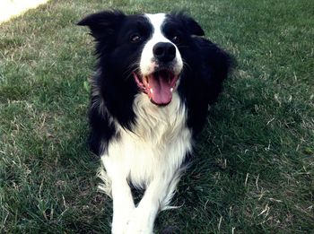 Close-up of dog on field