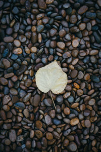 Autumn leaf stone background