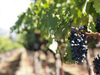 Close-up of grapes growing in vineyard