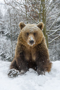 Close-up brown bear sitting in a funny pose in winter forest. danger animal in nature habitat