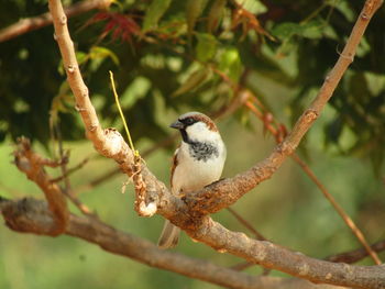 Close-up of bird perching on branch