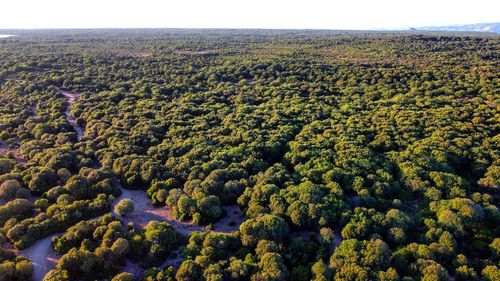 High angle view of plants growing on land against sky