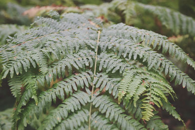 Close-up of fern tree leaves