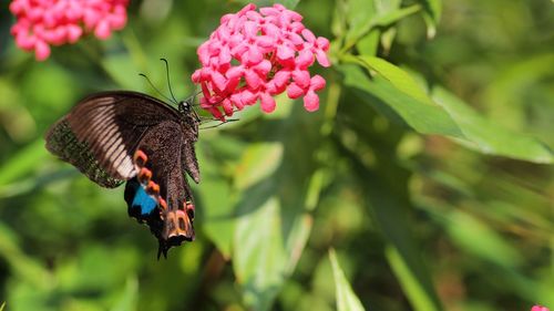 Close-up of butterfly on pink flower