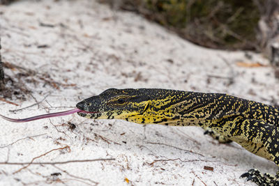 Close-up of a lace monitor aka tree goanna at lake mckenzie, fraser island, queensland, australia.