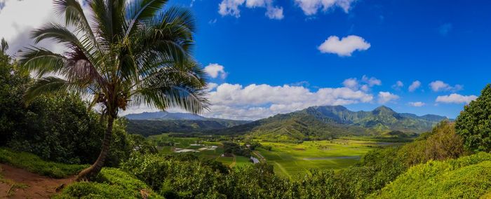 Scenic view of palm trees on field against sky