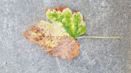 High angle view of leaves on plant