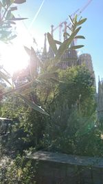 Low angle view of trees against sky