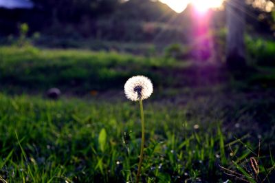 Close-up of dandelion on field