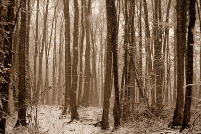 Pine trees in forest during winter