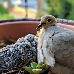 Close-up of birds perching on plant