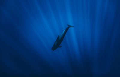 Whale diving through the rays of light in the ocean