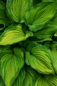 Full frame shot of green leaves