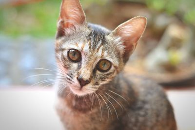 Close-up portrait of tabby cat